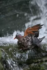 キンバトの写真4 - 野鳥図鑑