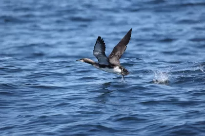 シロエリオオハムの写真 - 野鳥図鑑