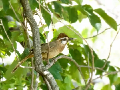 カオジロガビチョウの写真 - 野鳥図鑑