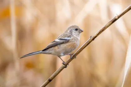 ベニマシコの写真 - 野鳥図鑑