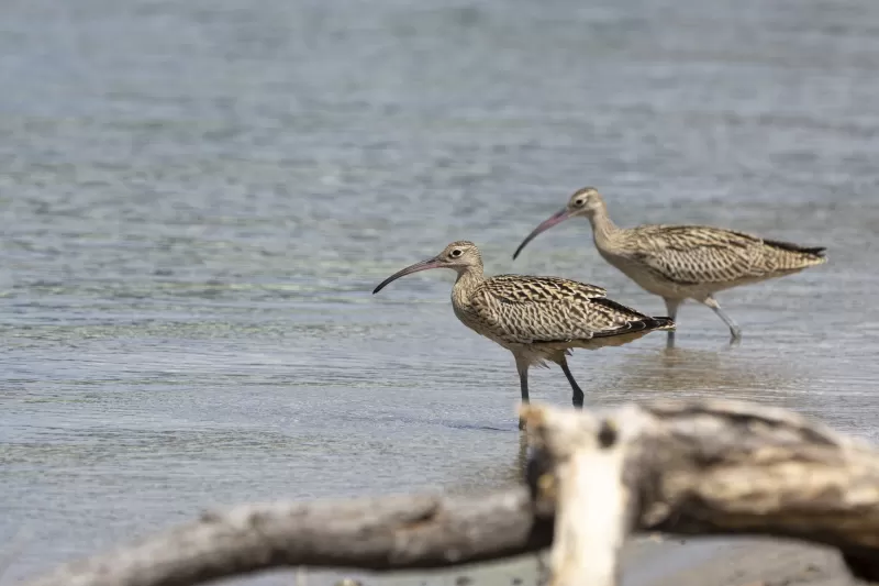 ホウロクシギの写真 - 野鳥図鑑