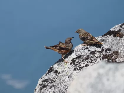 イワヒバリの写真 - 野鳥図鑑