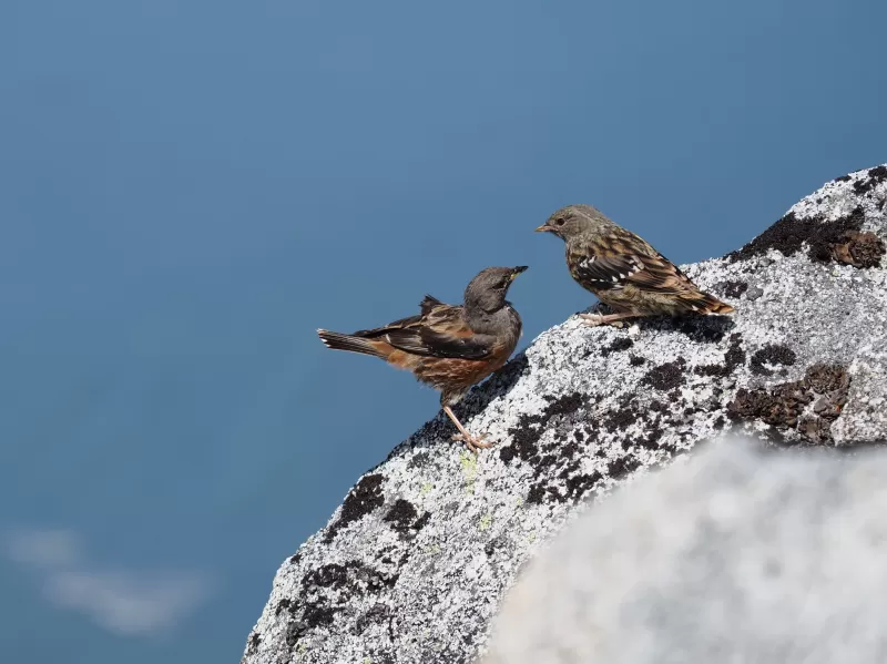 イワヒバリの写真 - 野鳥図鑑