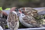 スズメの写真5 - 野鳥図鑑