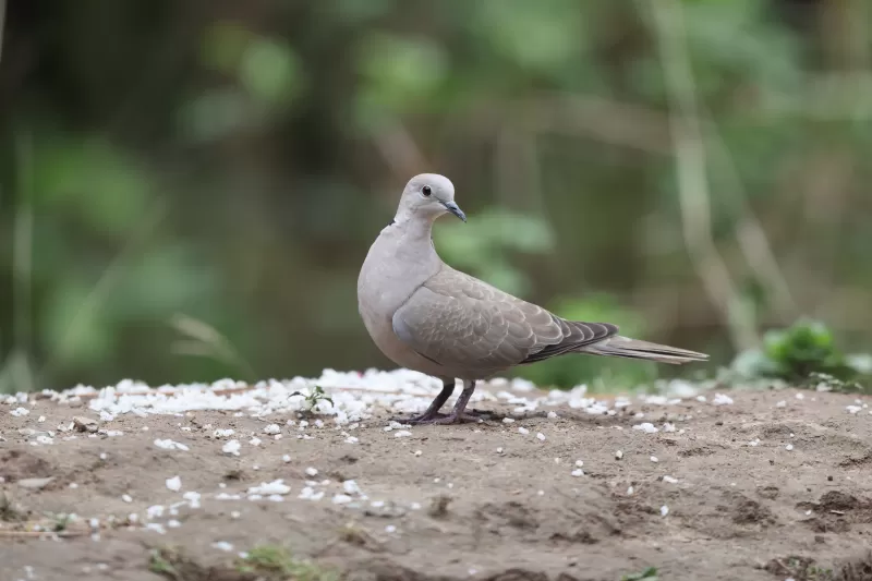 シラコバトの写真 - 野鳥図鑑