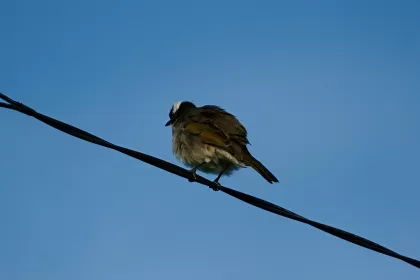 シロガシラの写真 - 野鳥図鑑