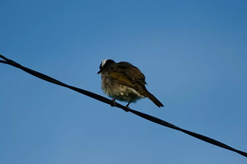 シロガシラの写真 - 野鳥図鑑