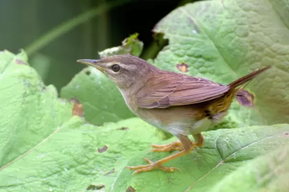 シマセンニュウの写真 - 野鳥図鑑