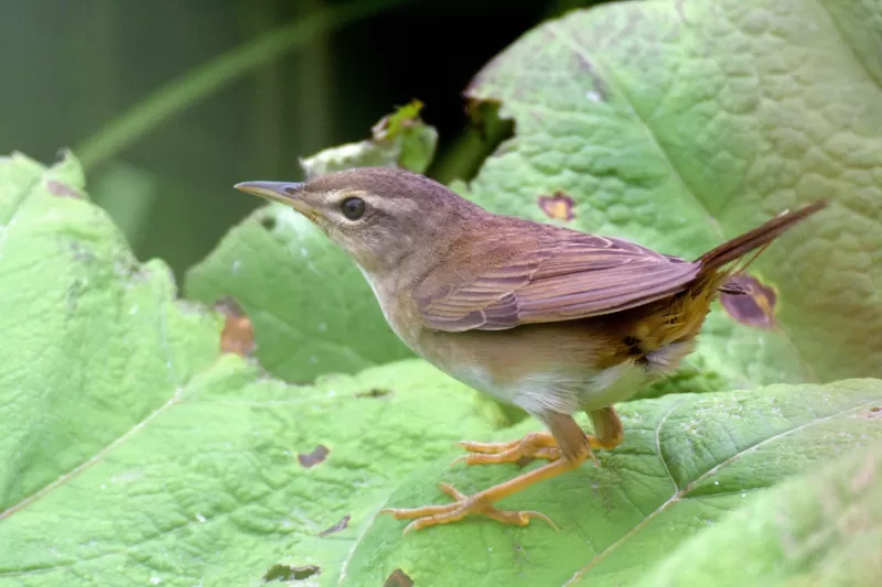 シマセンニュウの写真 - 野鳥図鑑