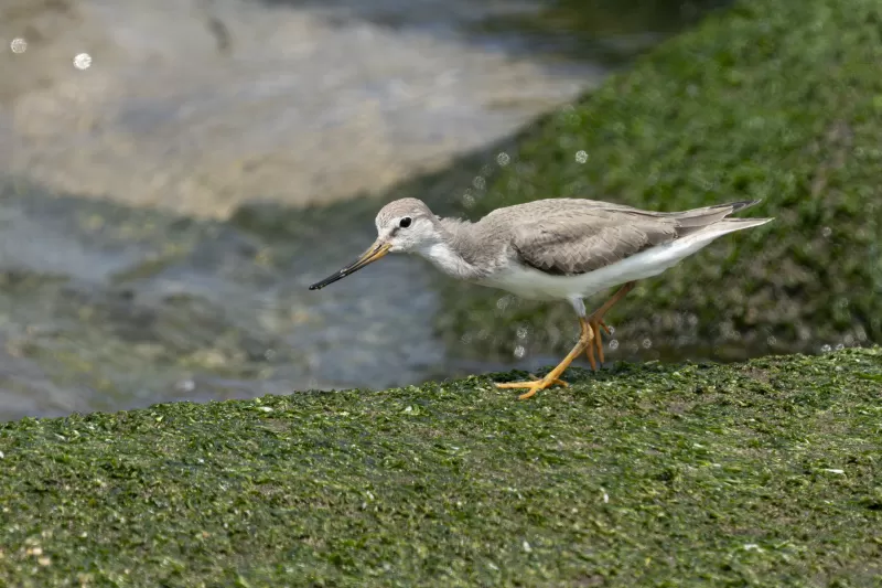 ソリハシシギの写真 - 野鳥図鑑