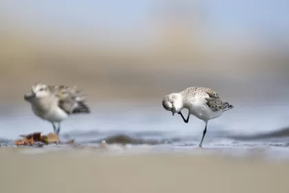トウネンの写真 - 野鳥図鑑