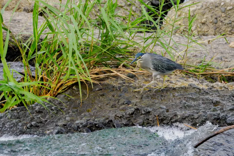 ササゴイの写真 - 野鳥図鑑