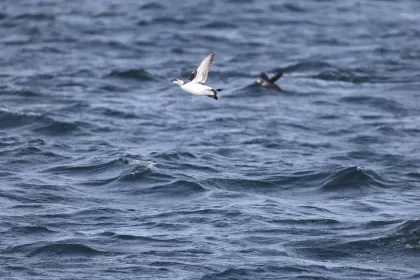 ウミガラスの写真 - 野鳥図鑑