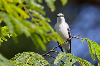 サンショウクイの写真 - 野鳥図鑑