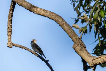 コサメビタキの写真 - 野鳥図鑑