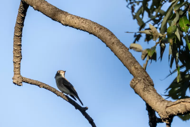 コサメビタキの写真 - 野鳥図鑑