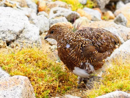 ライチョウの写真 - 野鳥図鑑