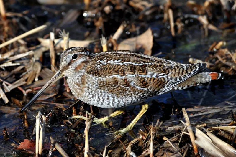 アオシギの写真 - 野鳥図鑑