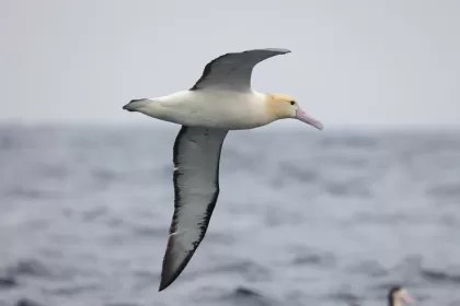 アホウドリの写真 - 野鳥図鑑