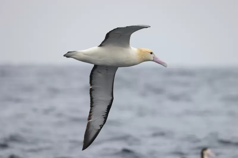 アホウドリの写真 - 野鳥図鑑