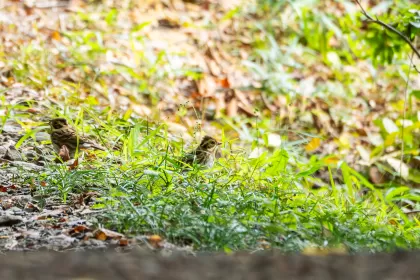 カシラダカの写真 - 野鳥図鑑