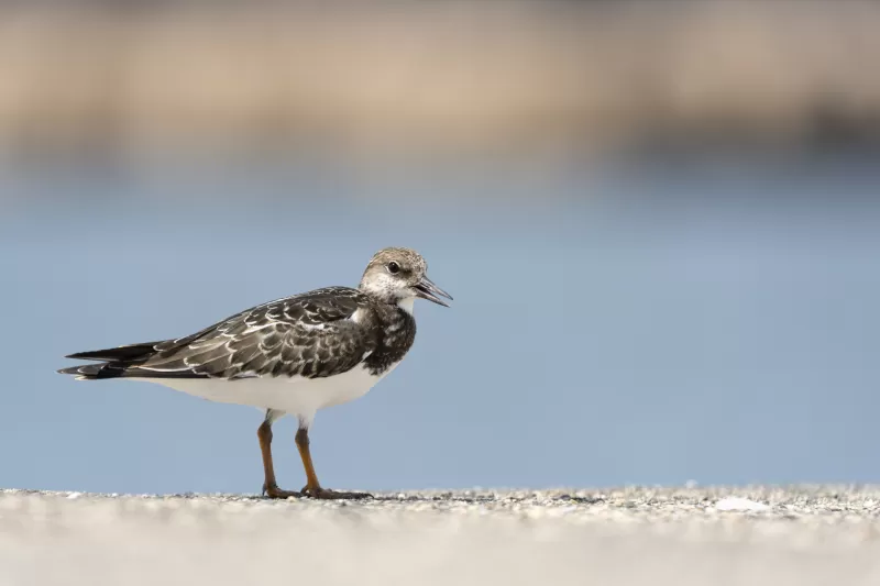 キョウジョシギの写真 - 野鳥図鑑