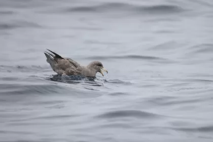 フルマカモメの写真 - 野鳥図鑑