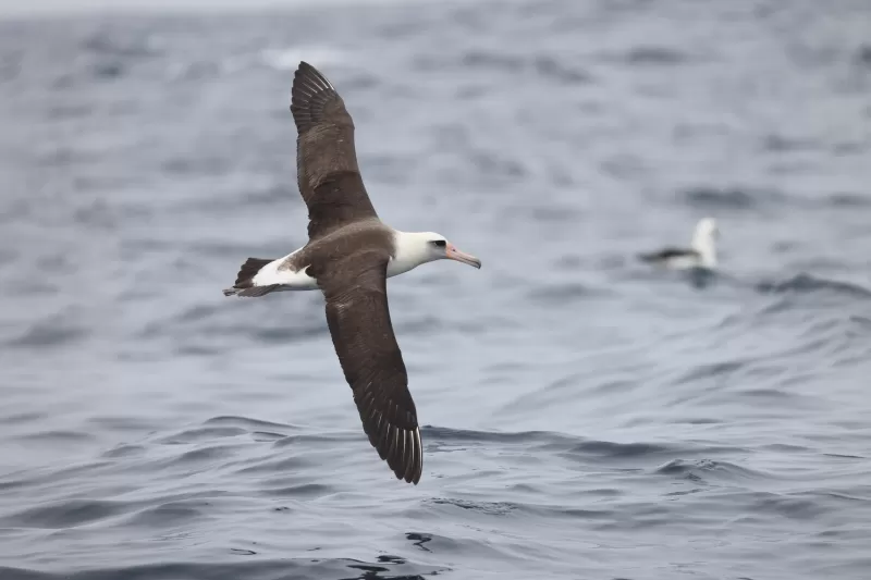コアホウドリの写真 - 野鳥図鑑