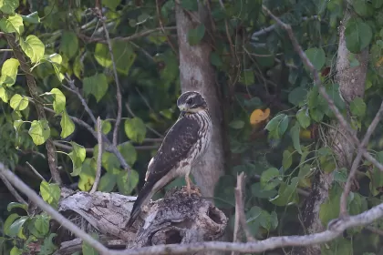 サシバの写真 - 野鳥図鑑