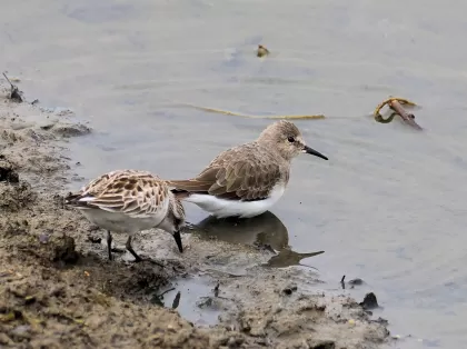 オジロトウネンの写真 - 野鳥図鑑