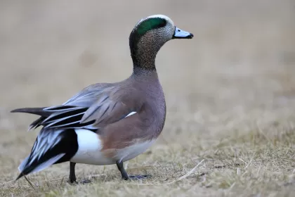 アメリカヒドリの写真 - 野鳥図鑑
