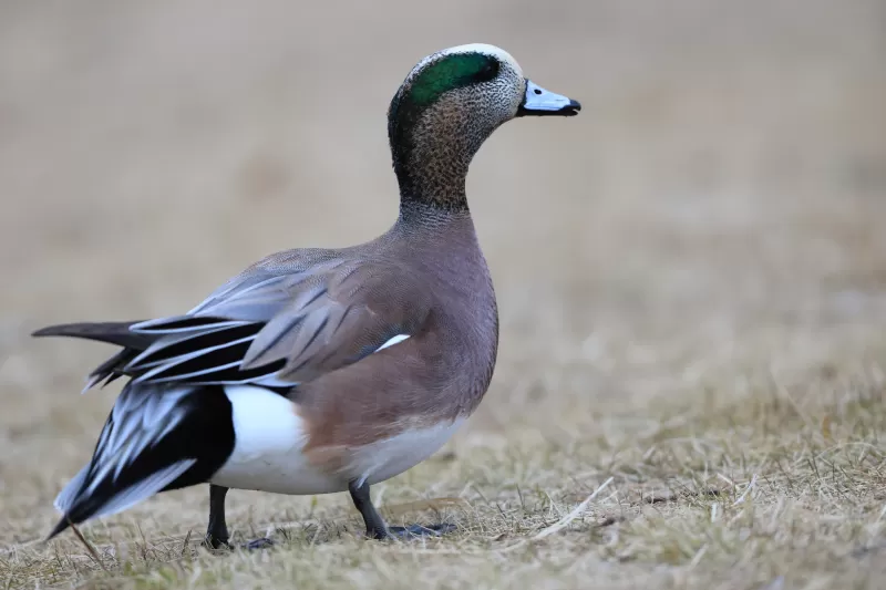 アメリカヒドリの写真 - 野鳥図鑑