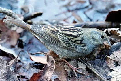 クロジの写真 - 野鳥図鑑
