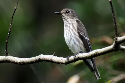 エゾビタキの写真 - 野鳥図鑑