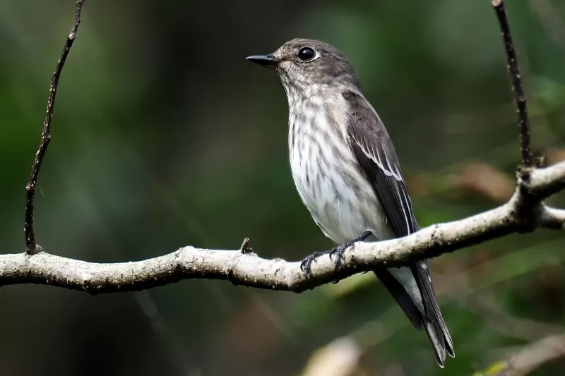 エゾビタキの写真 - 野鳥図鑑