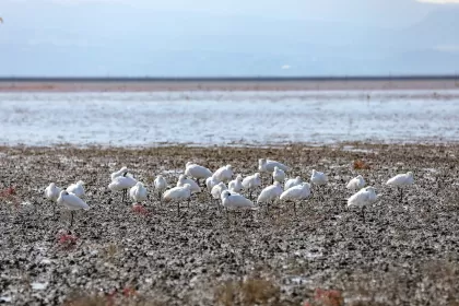 クロツラヘラサギの写真 - 野鳥図鑑