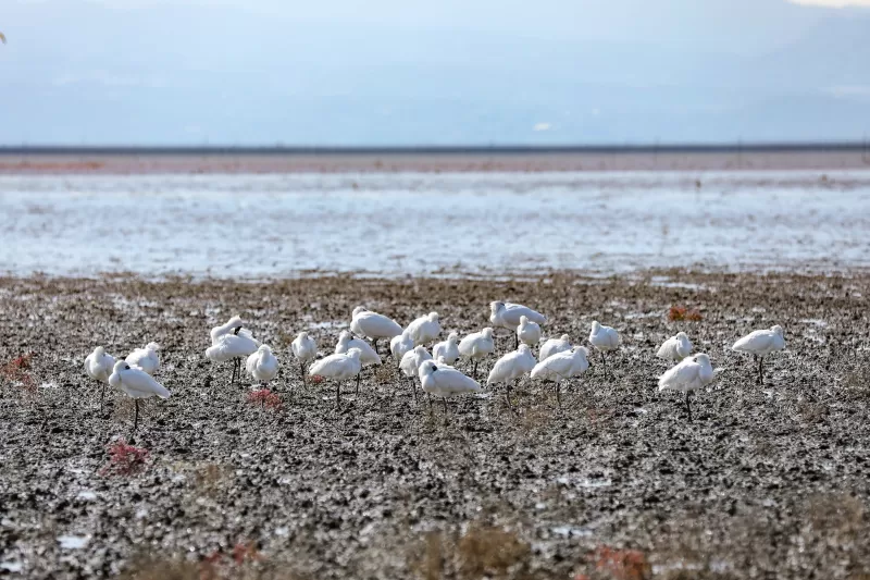 クロツラヘラサギの写真 - 野鳥図鑑