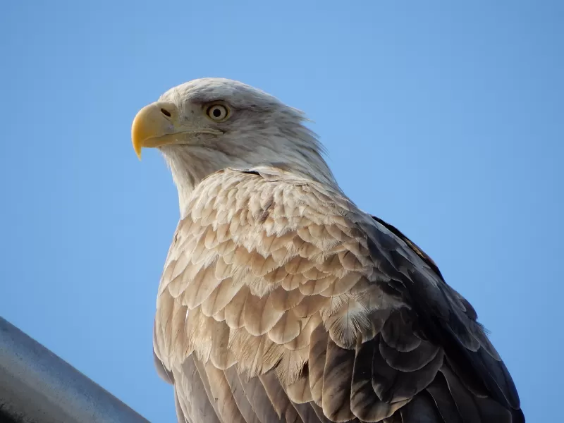 オジロワシの写真 - 野鳥図鑑