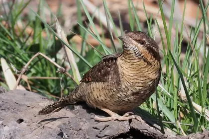 アリスイの写真 - 野鳥図鑑