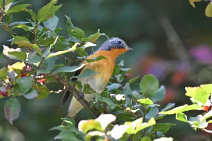 ムギマキの写真 - 野鳥図鑑