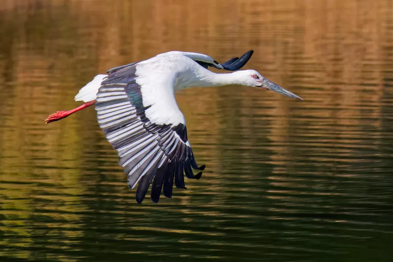 コウノトリの写真 - 野鳥図鑑
