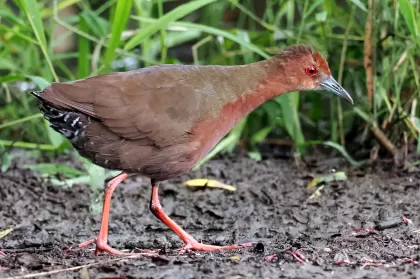 ヒクイナの写真 - 野鳥図鑑