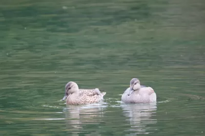 オカヨシガモの写真 - 野鳥図鑑