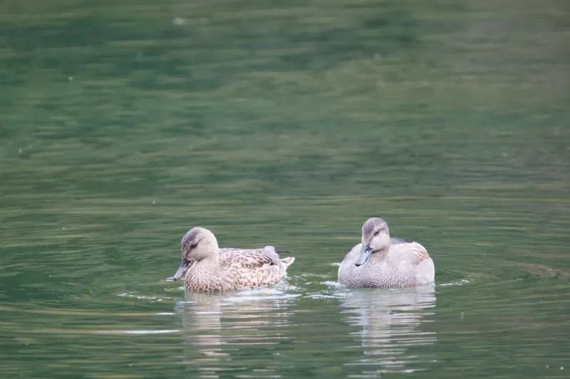オカヨシガモの写真 - 野鳥図鑑