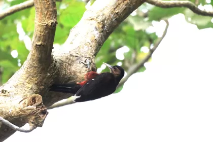 ノグチゲラの写真 - 野鳥図鑑