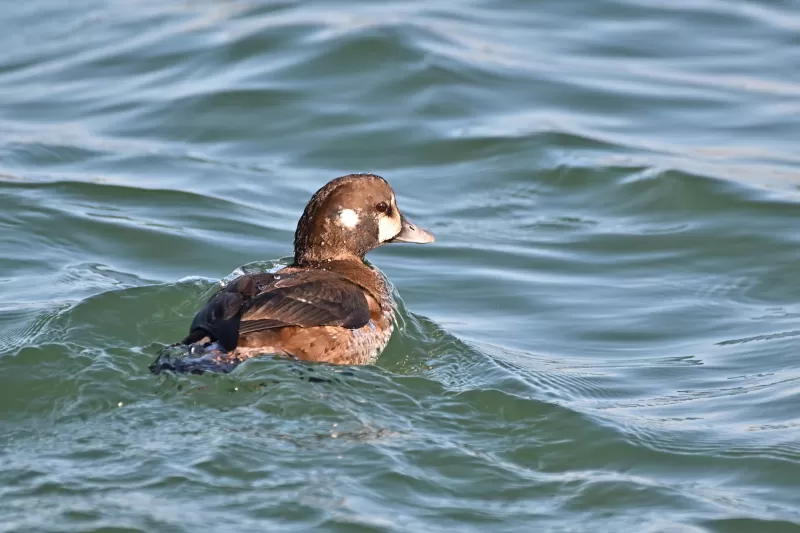 シノリガモの写真 - 野鳥図鑑