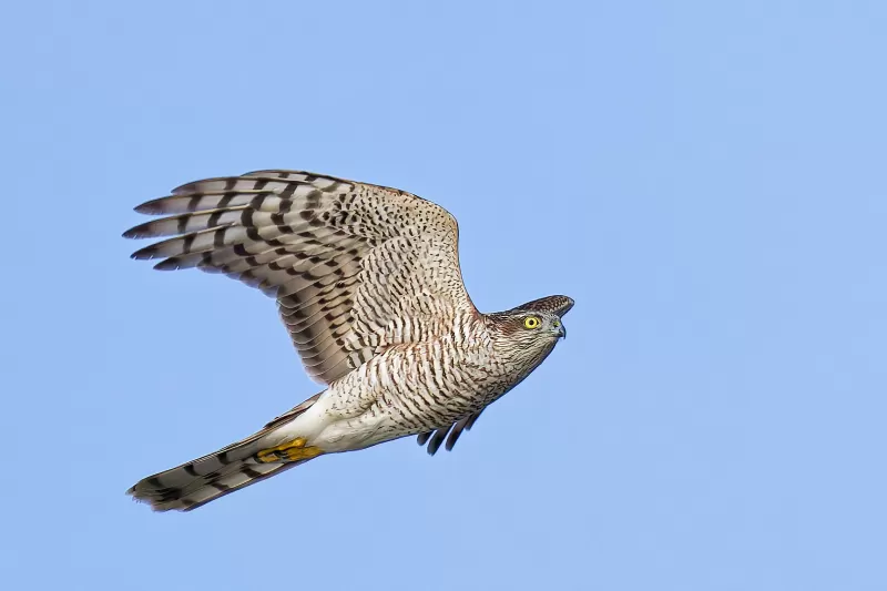 ハイタカの写真 - 野鳥図鑑