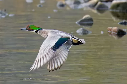 ヨシガモの写真 - 野鳥図鑑