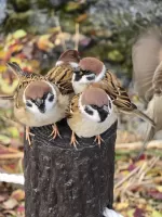 スズメの写真4 - 野鳥図鑑