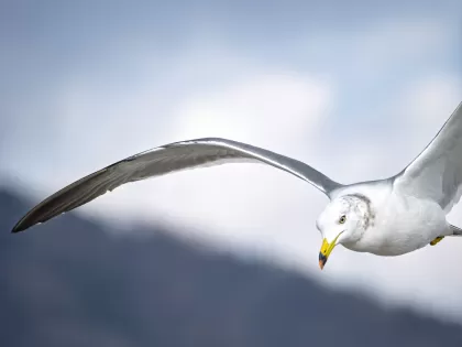 カモメの写真 - 野鳥図鑑